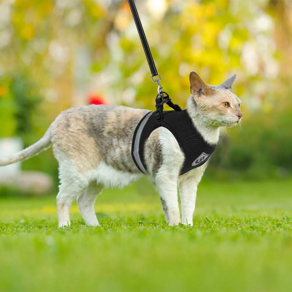 Breathable Cat Harness And Leash